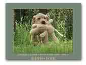 Labrador Retrievers Port Of Nessie Kennel