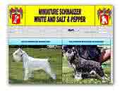 Miniature Schnauzers kennel Tempioantico